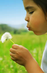A little child and a dandelion